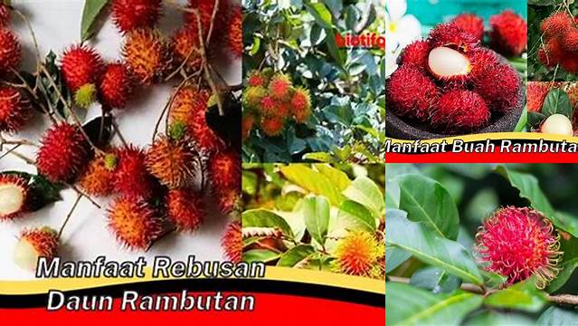 Temukan Manfaat Rebusan Daun Rambutan yang Jarang Diketahui!