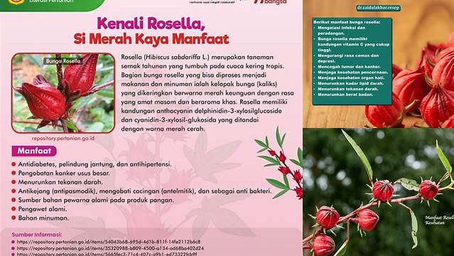 Manfaat Tersembunyi Rosella Merah: Temukan Khasiatnya yang Jarang Diketahui