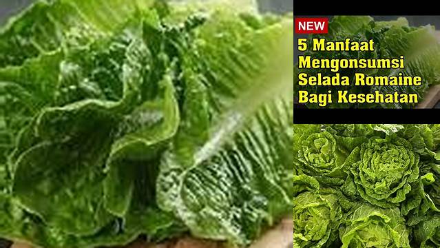 Temukan Manfaat Sayur Romaine yang Jarang Diketahui