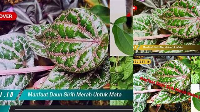 Temukan Manfaat Daun Sirih Merah untuk Mata yang Jarang Diketahui