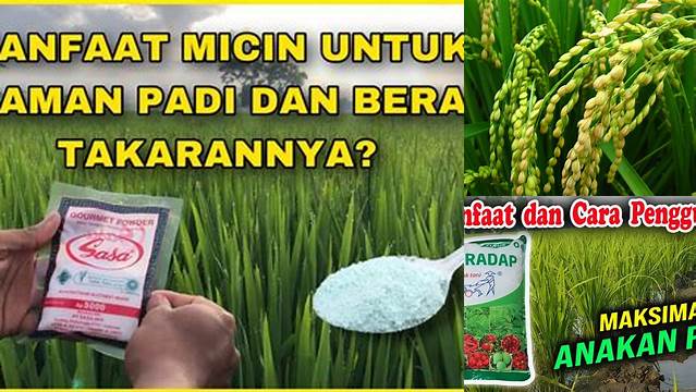 Temukan Manfaat Cahaya Matahari untuk Pertumbuhan Padi yang Luar Biasa