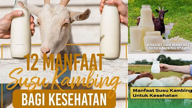 10 Manfaat Susu Kambing yang Jarang Diketahui