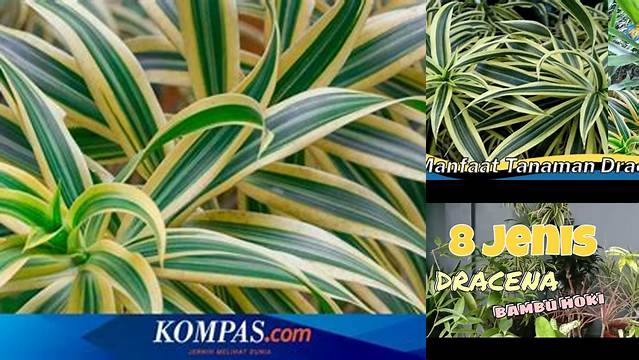 Manfaat Tanaman Dracaena yang Belum Anda Ketahui