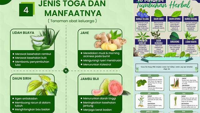 Manfaat Tanaman Herbal: Penemuan yang Akan Membuat Anda Terkejut dan Wawasan yang Jarang Diketahui