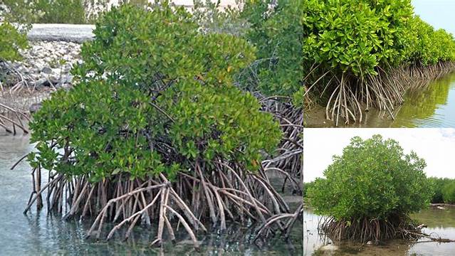 Manfaat Tanaman Mangrove: Penemuan dan Wawasan Langka Yang Perlu Anda Ketahui