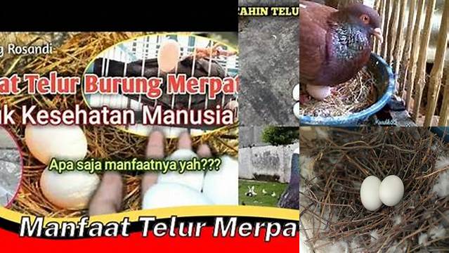 Temukan 7 Manfaat Telur Merpati yang Jarang Diketahui