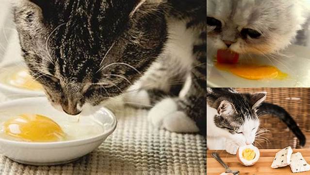 Temukan Manfaat Telur untuk Kucing yang Jarang Diketahui