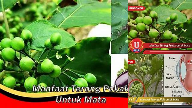 Temukan Manfaat Terong Pokak untuk Mata yang Belum Diketahui Banyak Orang