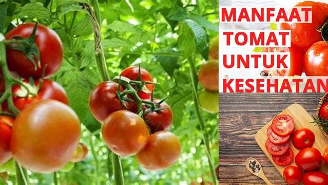 Temukan Manfaat Tomat untuk Diet yang Jarang Diketahui
