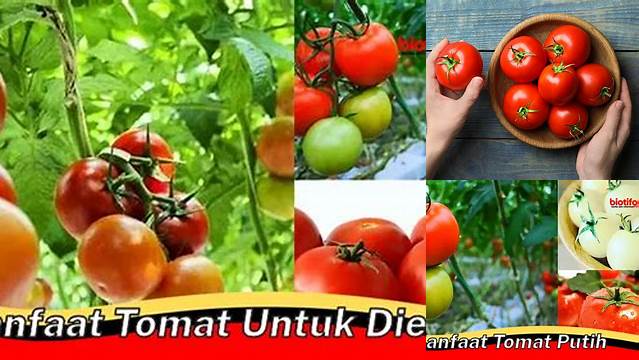 Temukan Manfaat Tomat untuk Diet yang Jarang Diketahui