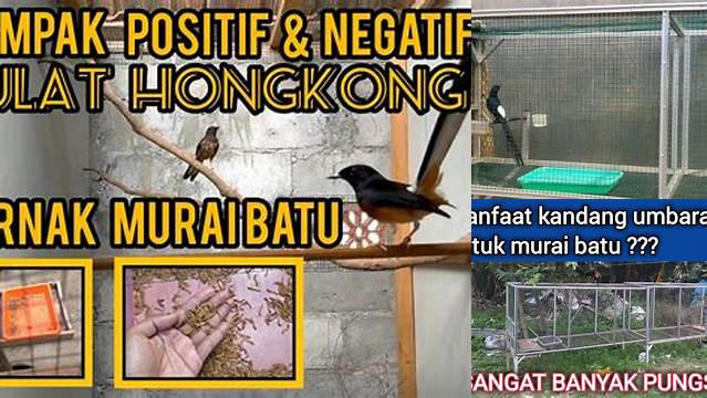 Temukan Manfaat Ulat Kandang untuk Murai Batu yang Jarang Diketahui