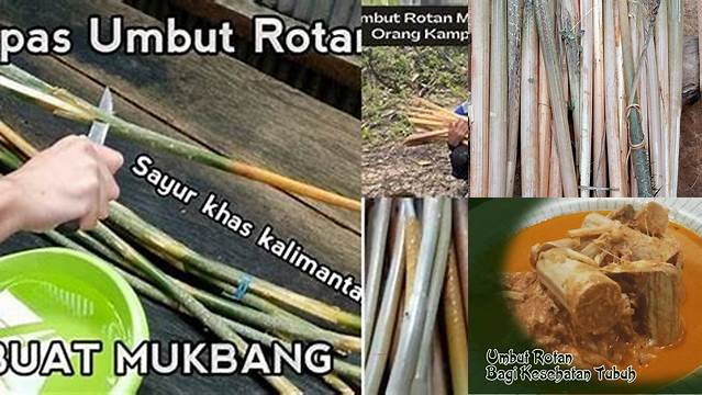 Manfaat Umbut Rotan yang Jarang Diketahui