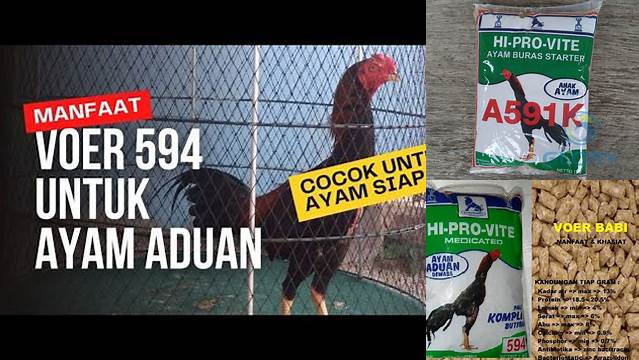 Temukan Manfaat Voer 592 untuk Ayam Bangkok yang Jarang Diketahui