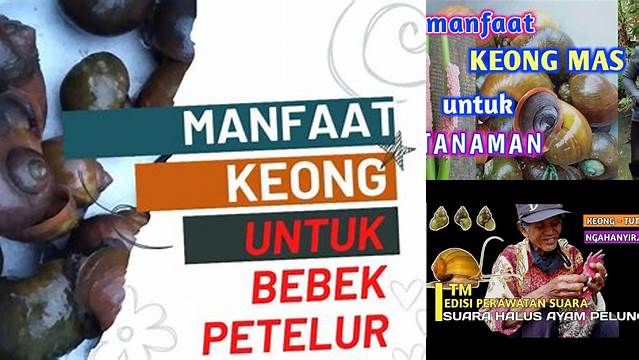 Temukan Manfaat Keong yang Perlu Anda Tahu