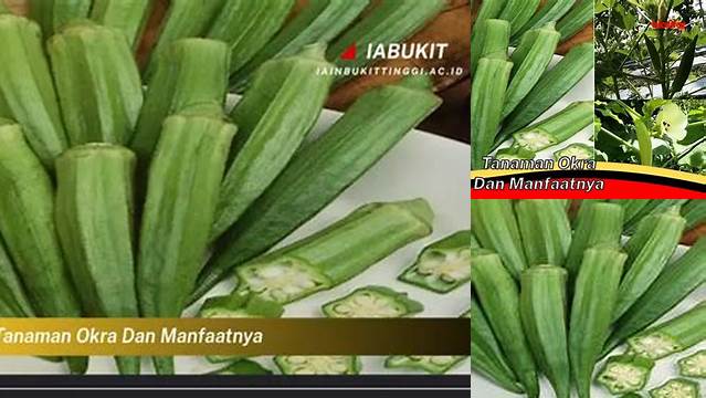 Temukan 9 Manfaat Tanaman Okra yang Jarang Diketahui