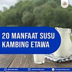 20 manfaat susu kambing etawa