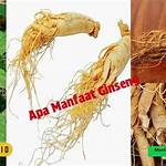 apa manfaat ginseng