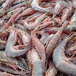apa manfaat udang