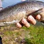 Manfaat Ikan Bogo: Info Langka yang Tak Boleh Dilewatkan