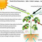 manfaat air dalam proses fotosintesis