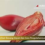 manfaat bawang dayak dan cara pengolahannya