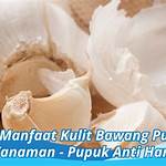 manfaat bawang putih untuk kulit