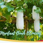 manfaat buah blonceng