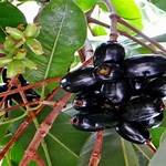 manfaat buah duwet atau jamblang