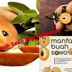 manfaat buah sawo bagi kesehatan