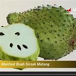 manfaat buah sirsak matang