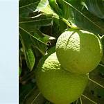manfaat buah sukun untuk ibu menyusui