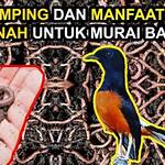 manfaat cacing untuk murai batu omkicau