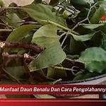 manfaat daun benalu dan cara pengolahannya