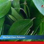 manfaat daun daluman