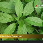 manfaat daun dewandaru
