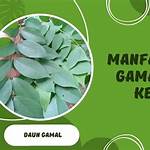 manfaat daun gamal
