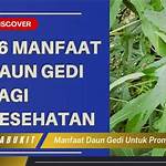 manfaat daun gedi untuk promil