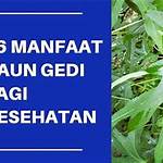 manfaat daun gedi untuk sakit pinggang