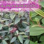 manfaat daun harendong