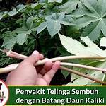 manfaat daun kaliki untuk telinga