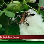 manfaat daun kapas