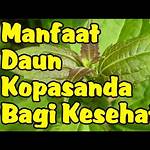 manfaat daun komba komba