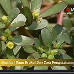 manfaat daun krokot dan cara pengolahannya