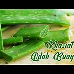 manfaat daun lidah buaya