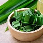 manfaat daun pandan untuk rambut
