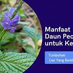 manfaat daun pecut kuda