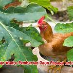 manfaat daun pepaya untuk ayam