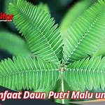 manfaat daun putri malu untuk wanita