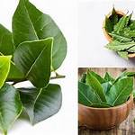 manfaat daun salam untuk diabetes