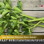 manfaat daun seledri rebus